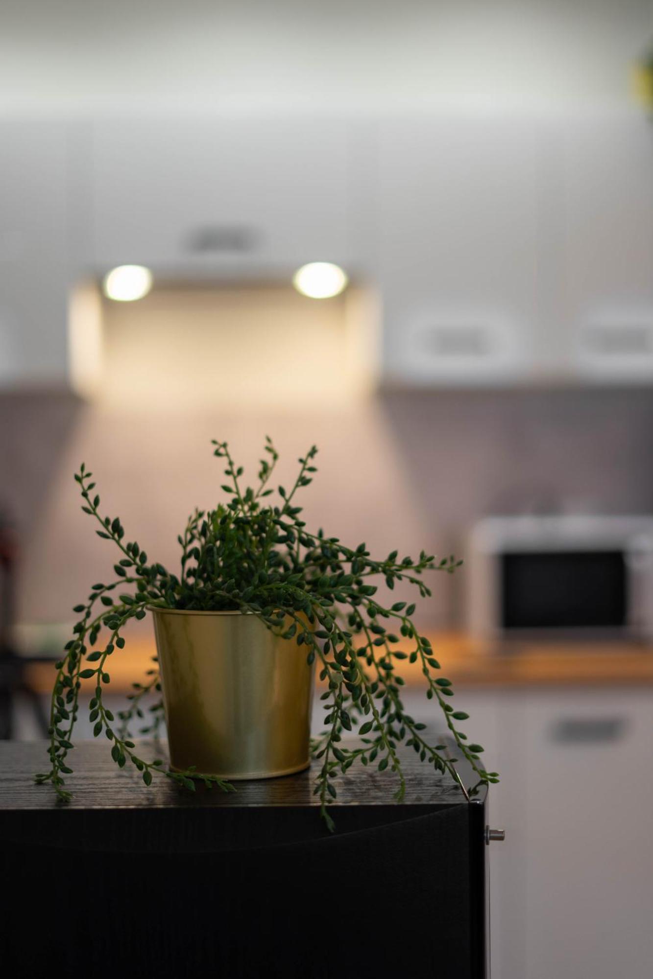 Waska 5 Apartamenty ヴロツワフ エクステリア 写真